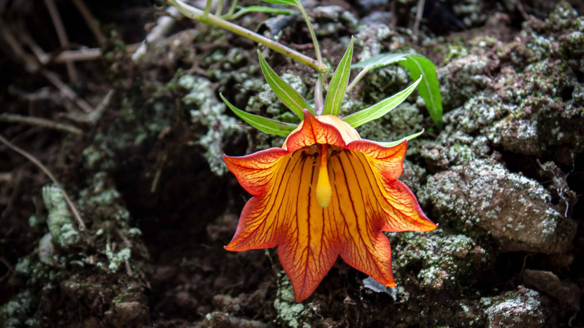 Kanaren-Glockenblume (Canarina canariensis)