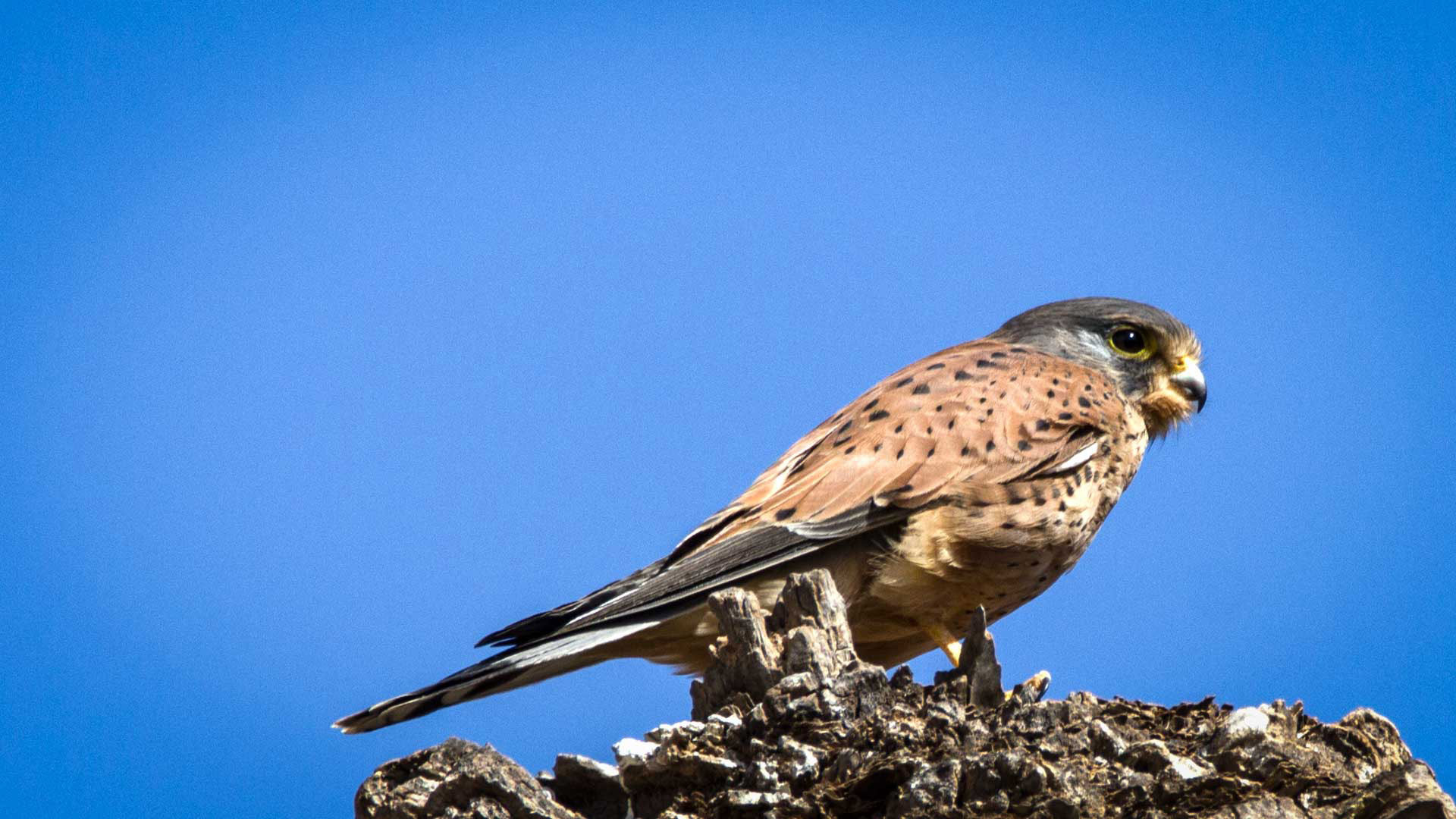 Wanderfalke (Falco peregrinus)