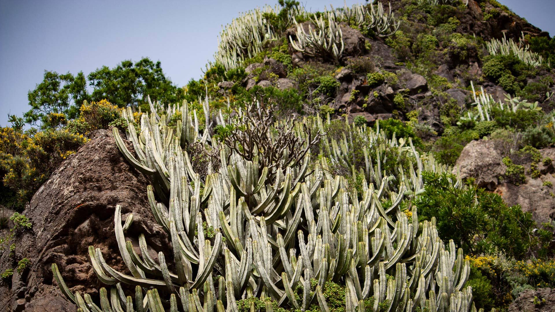 der Wanderpfad führt durch die felsige Schlucht Barranco de Afur