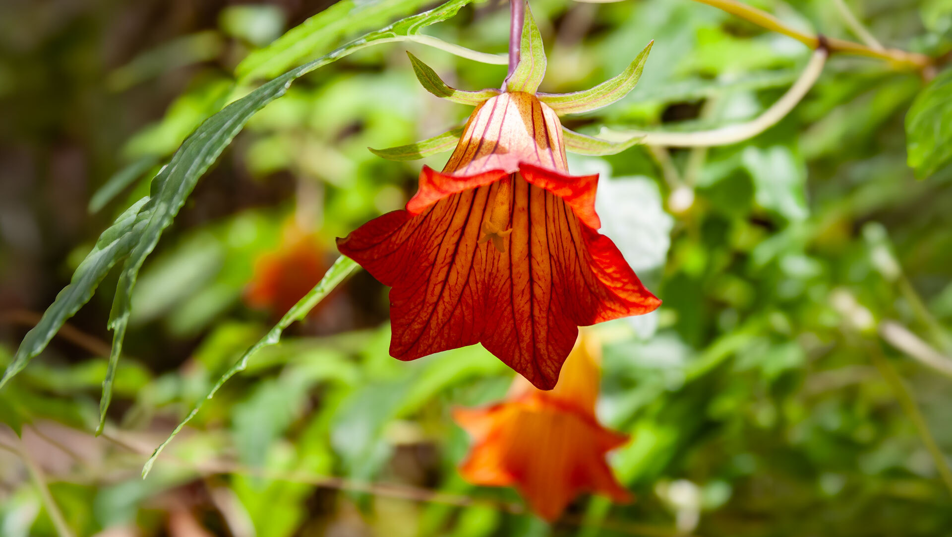 Kanarenglockenblume