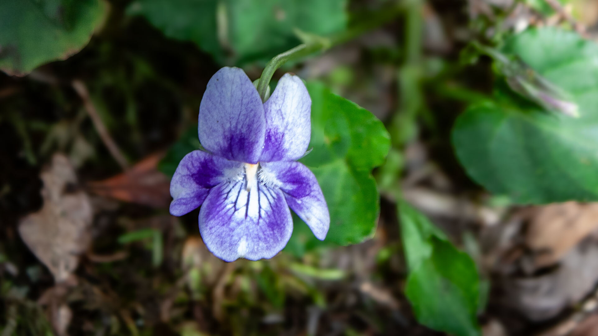 Anaga-Veilchen (Viola anagae)