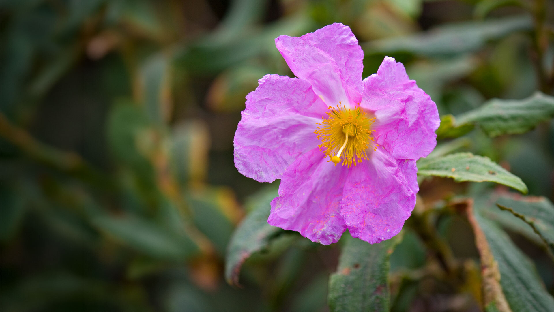 Anaga-Zistrose (Cistus osbaeckiifolius)