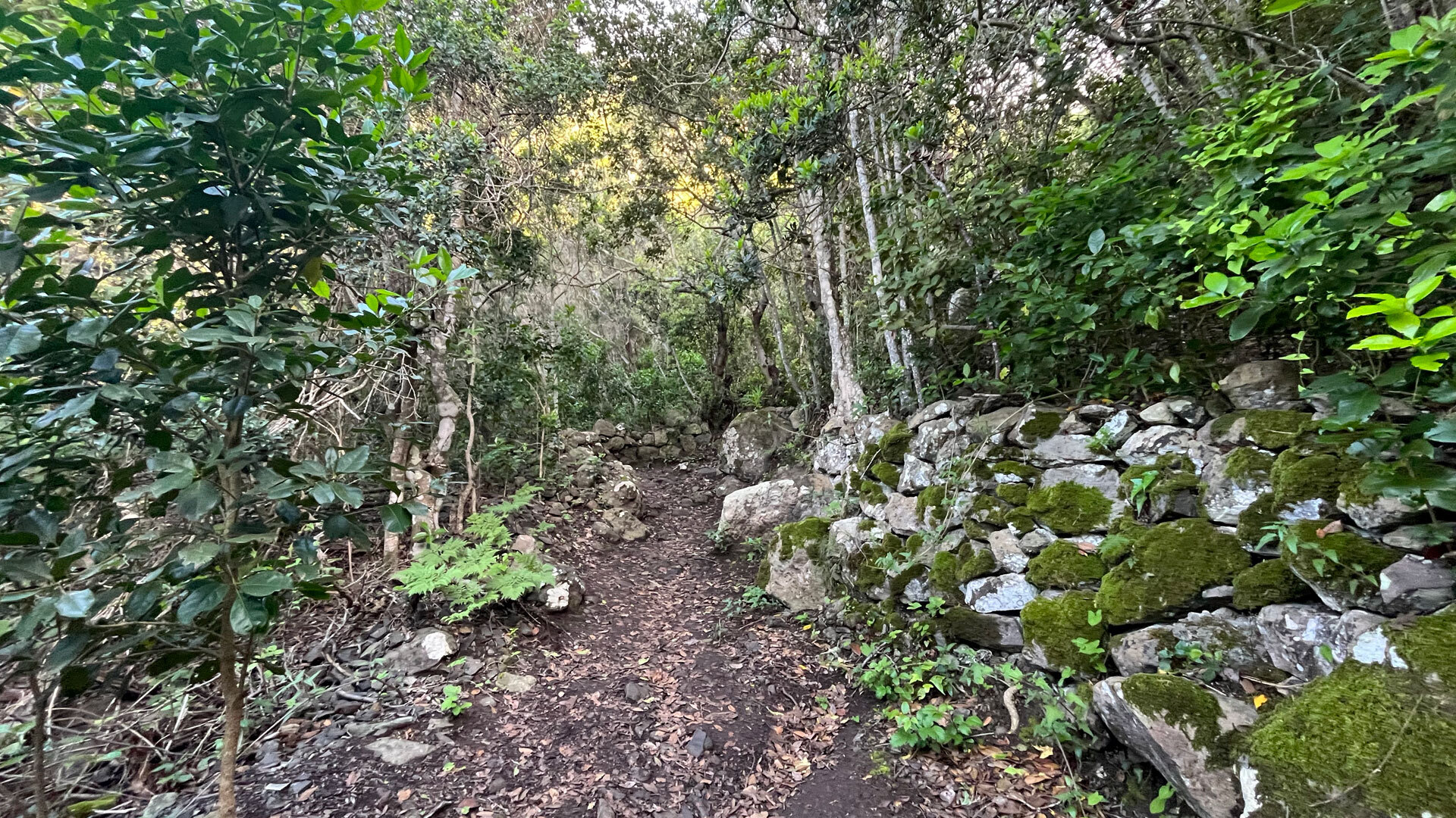 Lorbeerwald beim Cruz del Draguillo