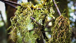 Flechten an den moosbewüchsten Bäumen des Anaga-Lorbeerwalds
