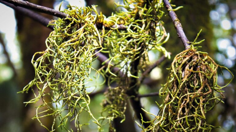 Flechten an den moosbewüchsten Bäumen des Anaga-Lorbeerwalds