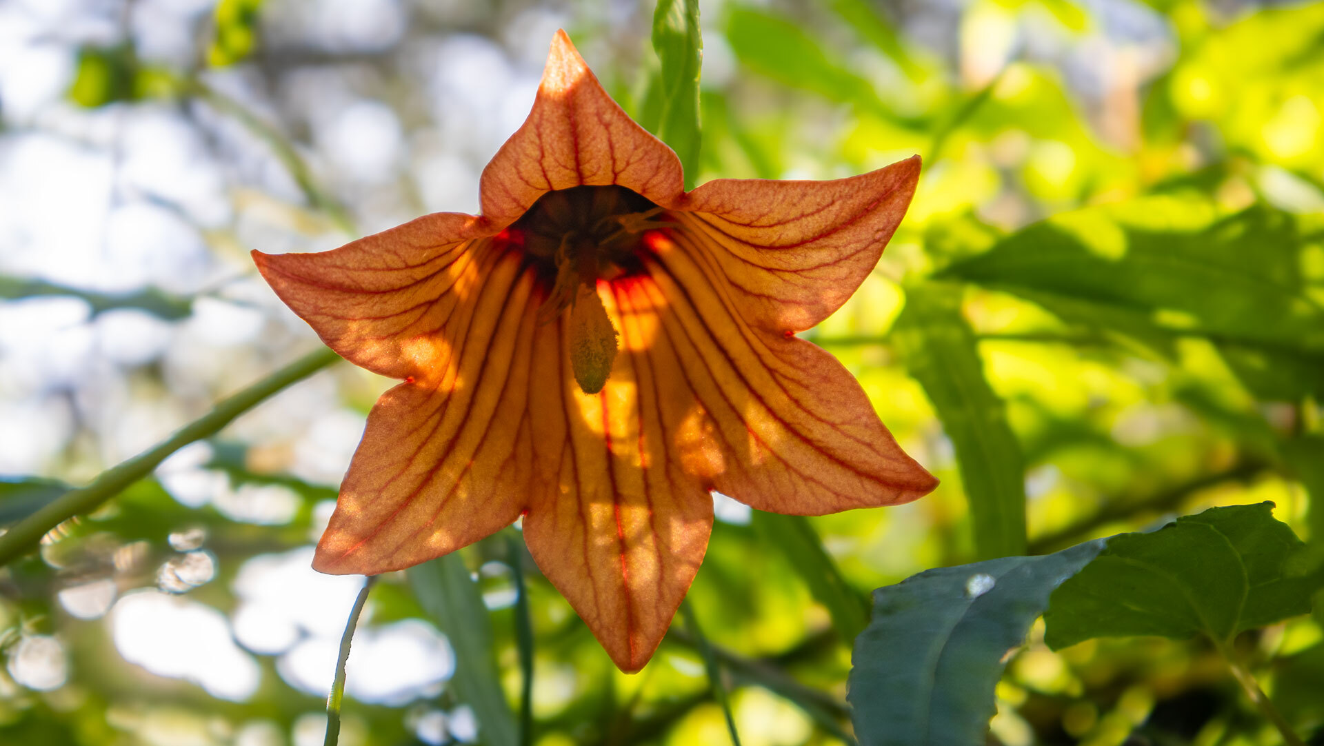 Kanaren-Glockenblume (Canarina canariensis)