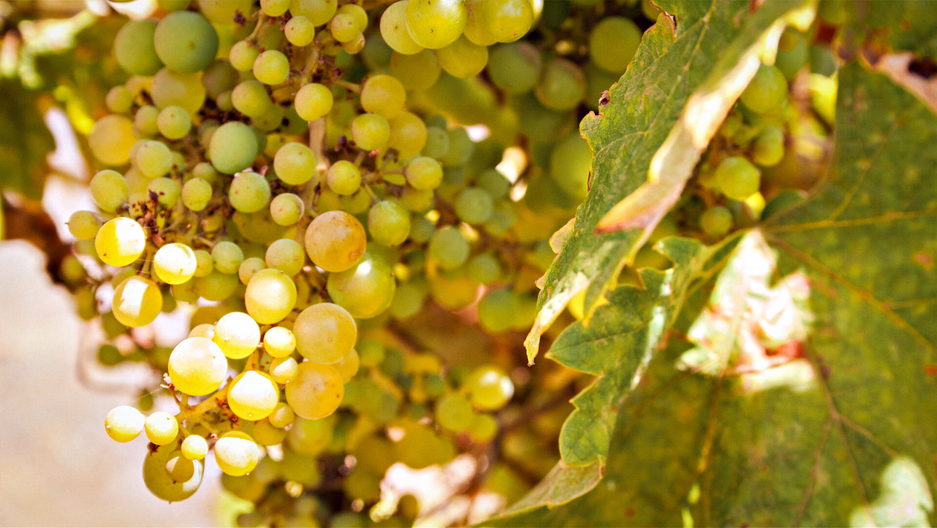 Weinproduktion im Anaga