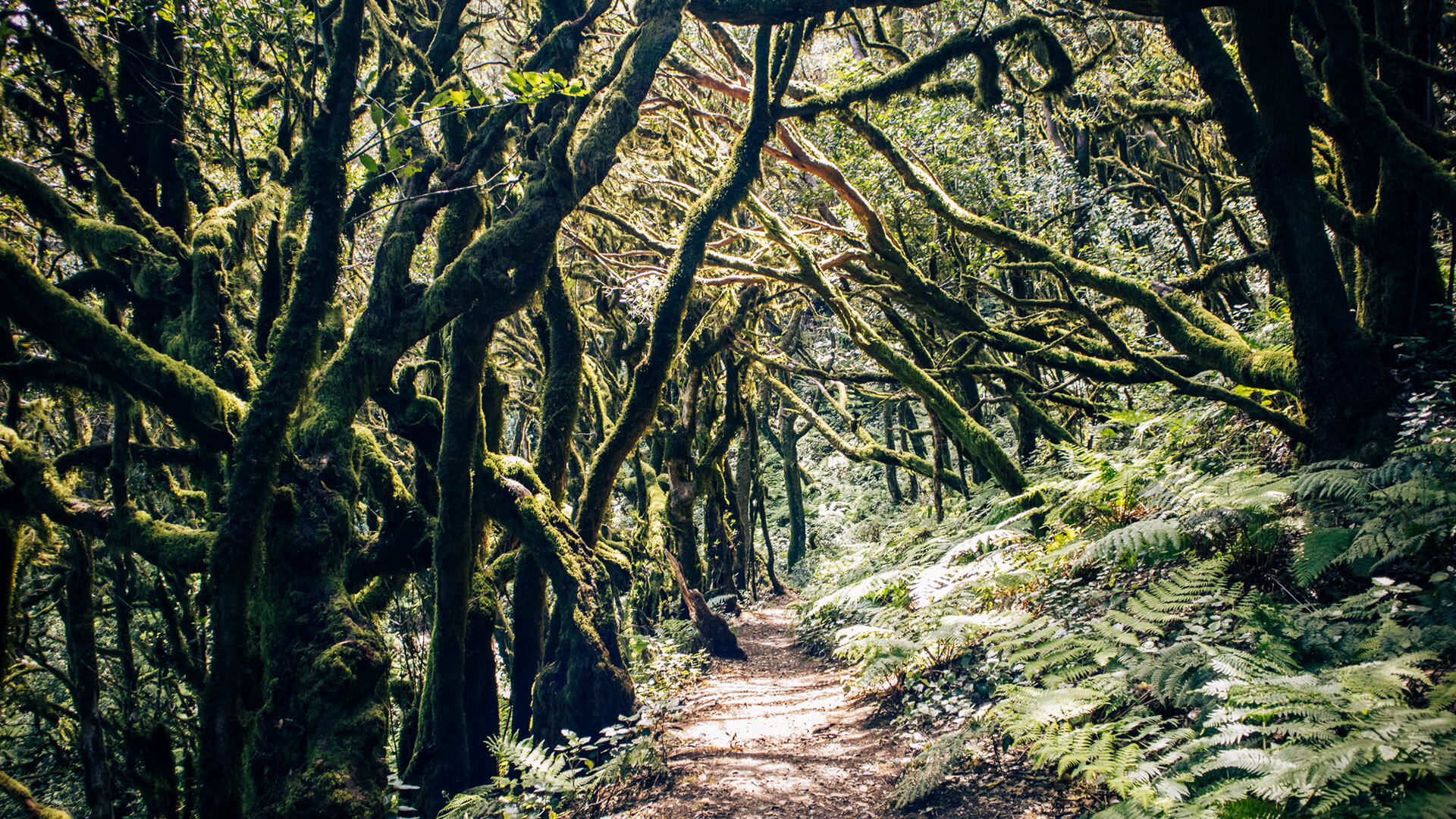 Lorbeerwald Garajonay auf La Gomera