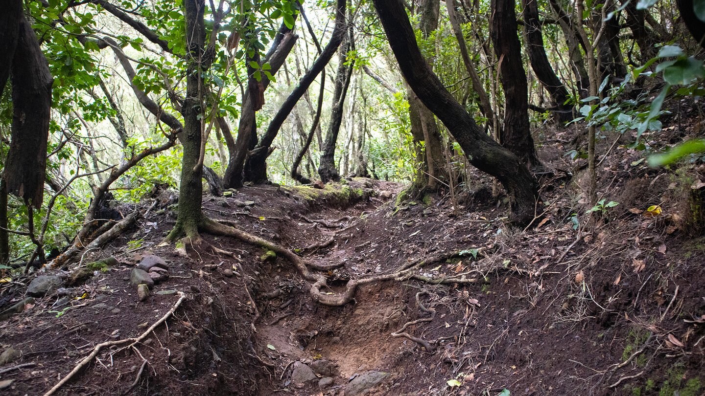 Wurzelreicher Pfad durch den Lorbeerwald im Schutzgebiet Monte de Aguirre
