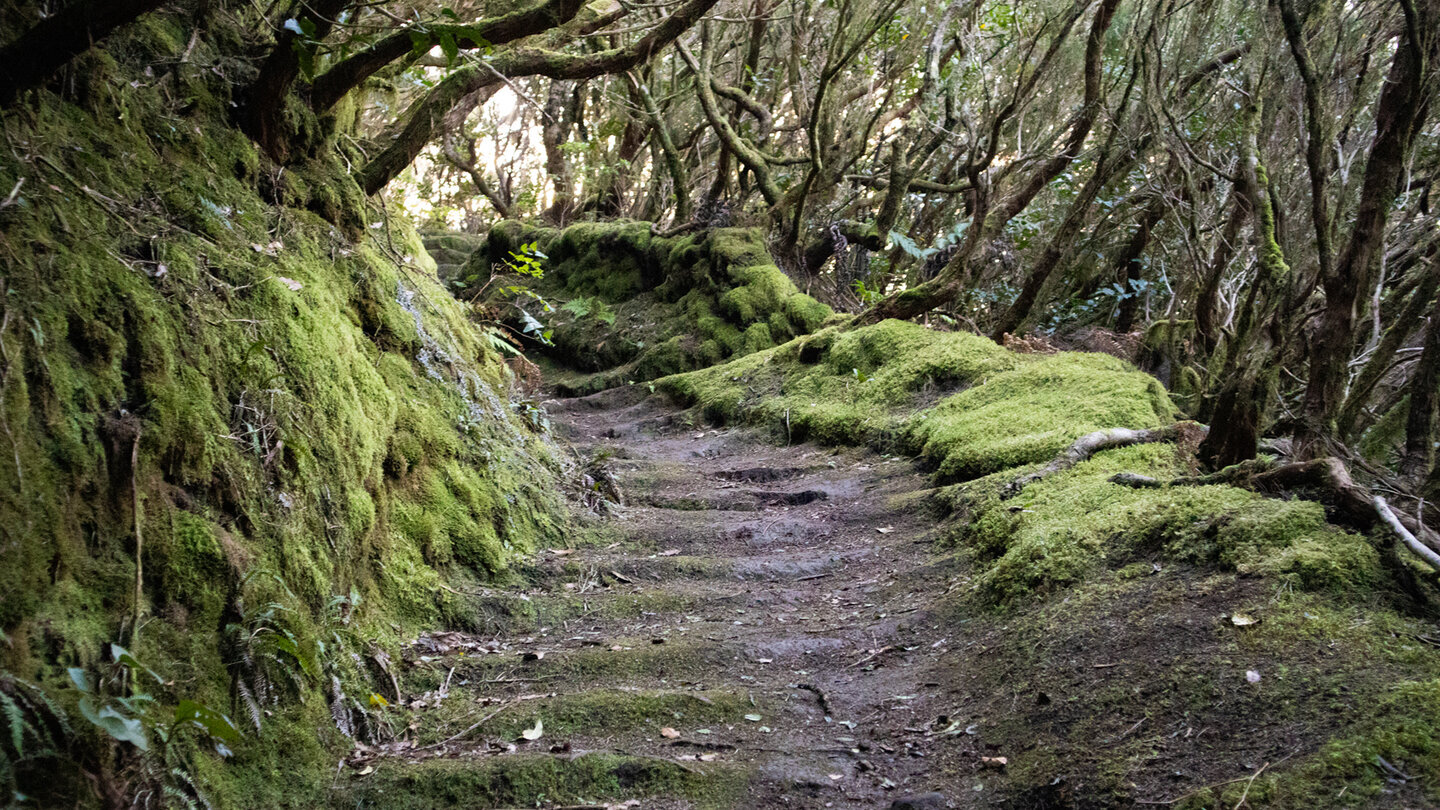 der Wanderweg PR TF-8 im Lorbeerwald bei der Casa Forestal