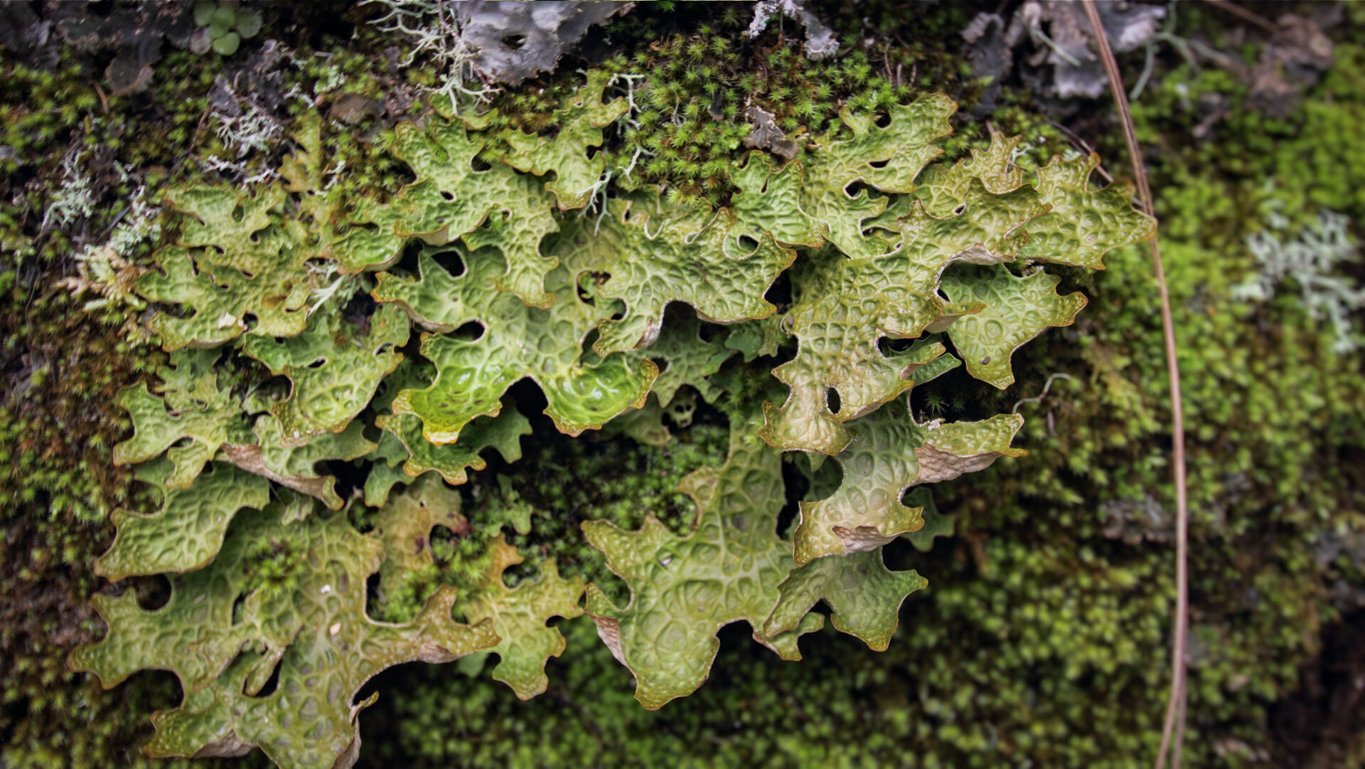Lobaria pulmonaria (Lungenflechte)