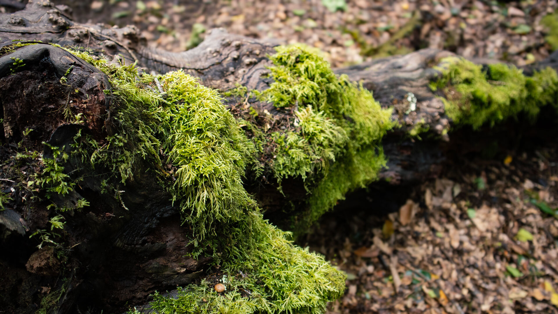 moosbedeckter Baumstamm im Lorbeerwald