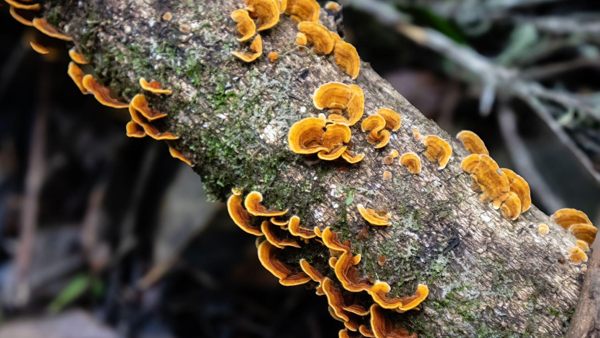 Baumpilze im Lorbeerwald