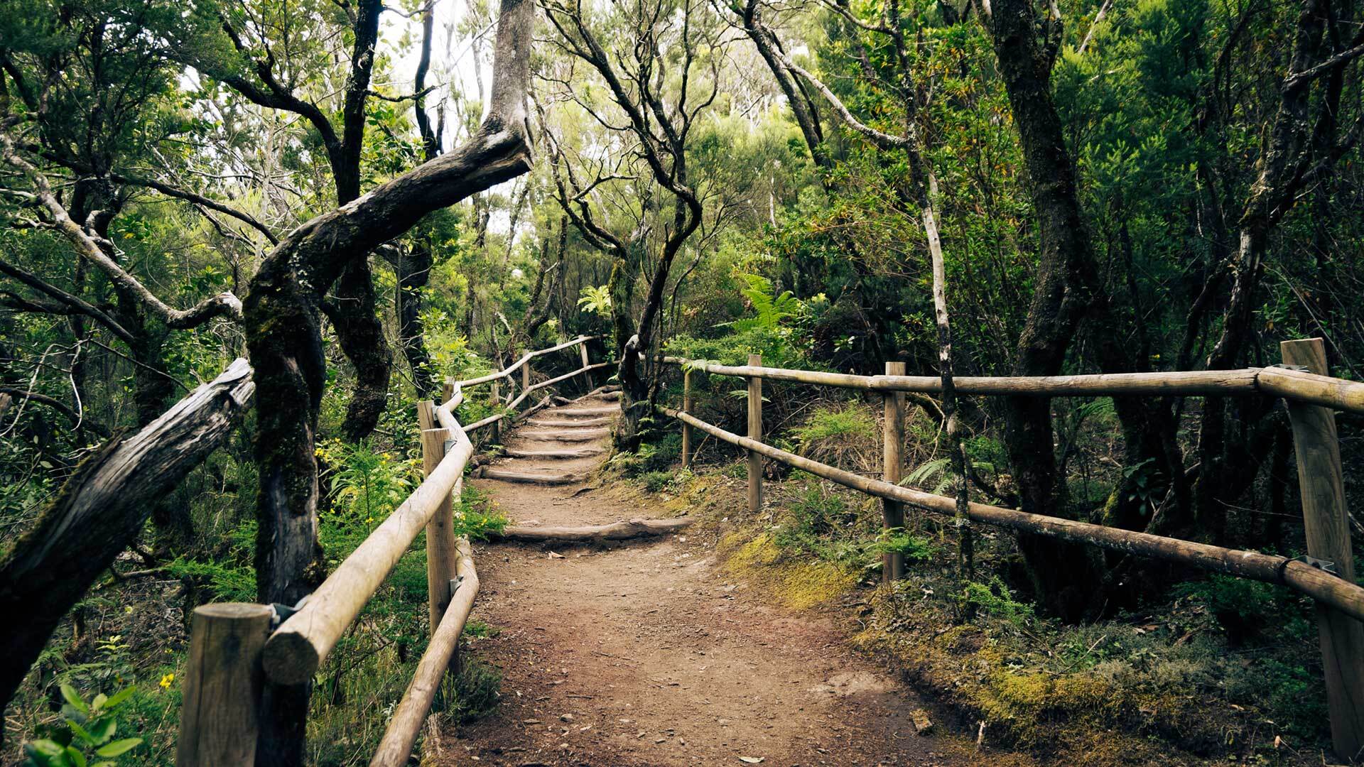 Nationalpark Garajonay auf La Gomera
