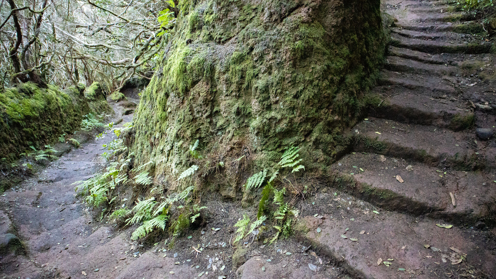 traditionelle Wege im Lorbeerwald des Anaga