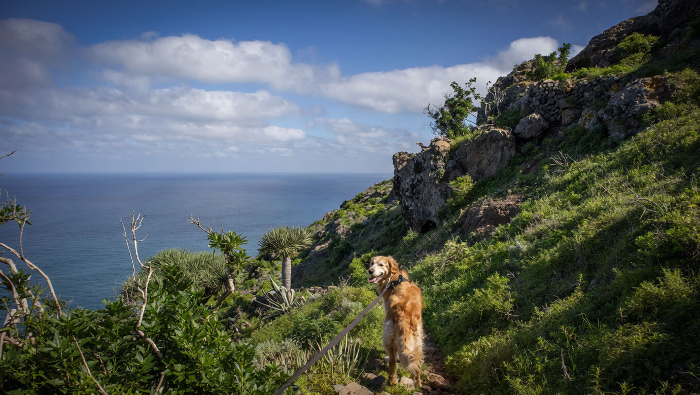 Wandern mit Hund im Anaga