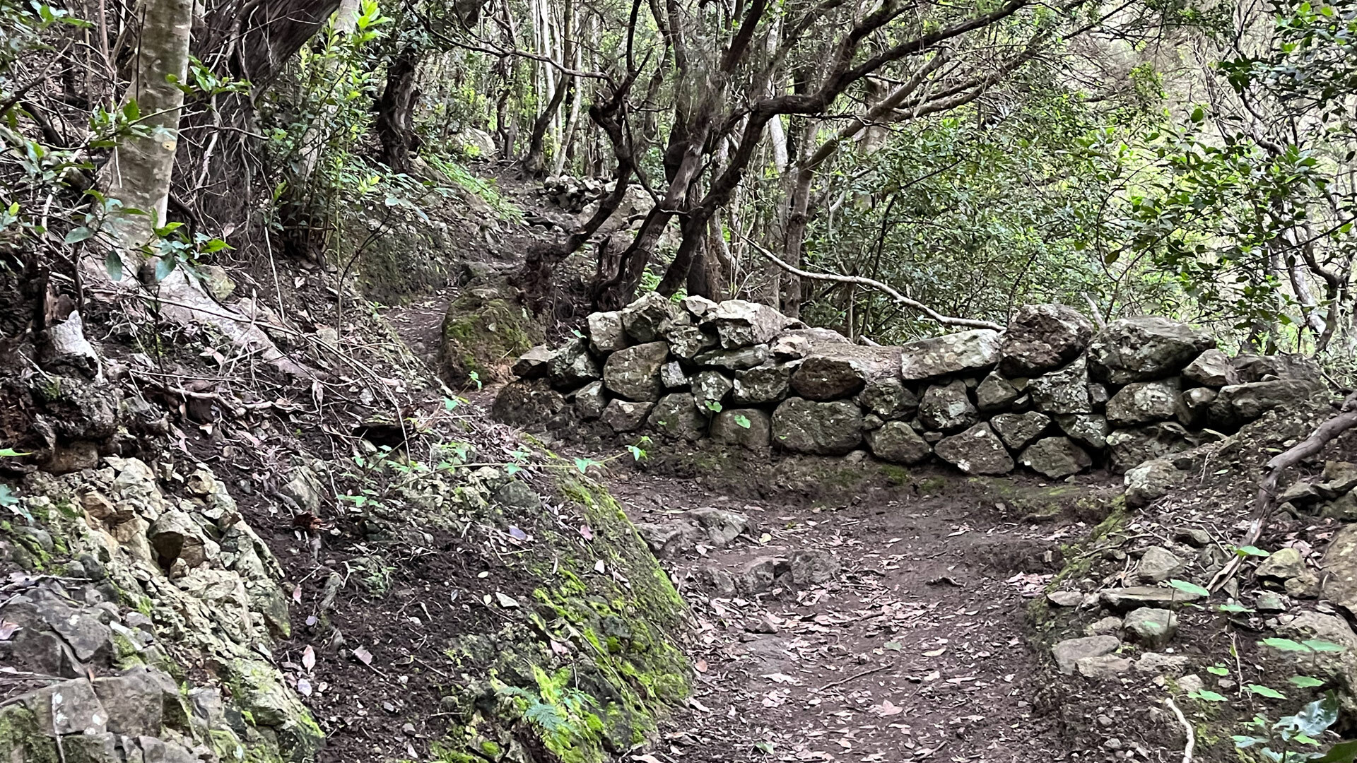 Lorbeerwaldroute beim Cruz del Draguillo