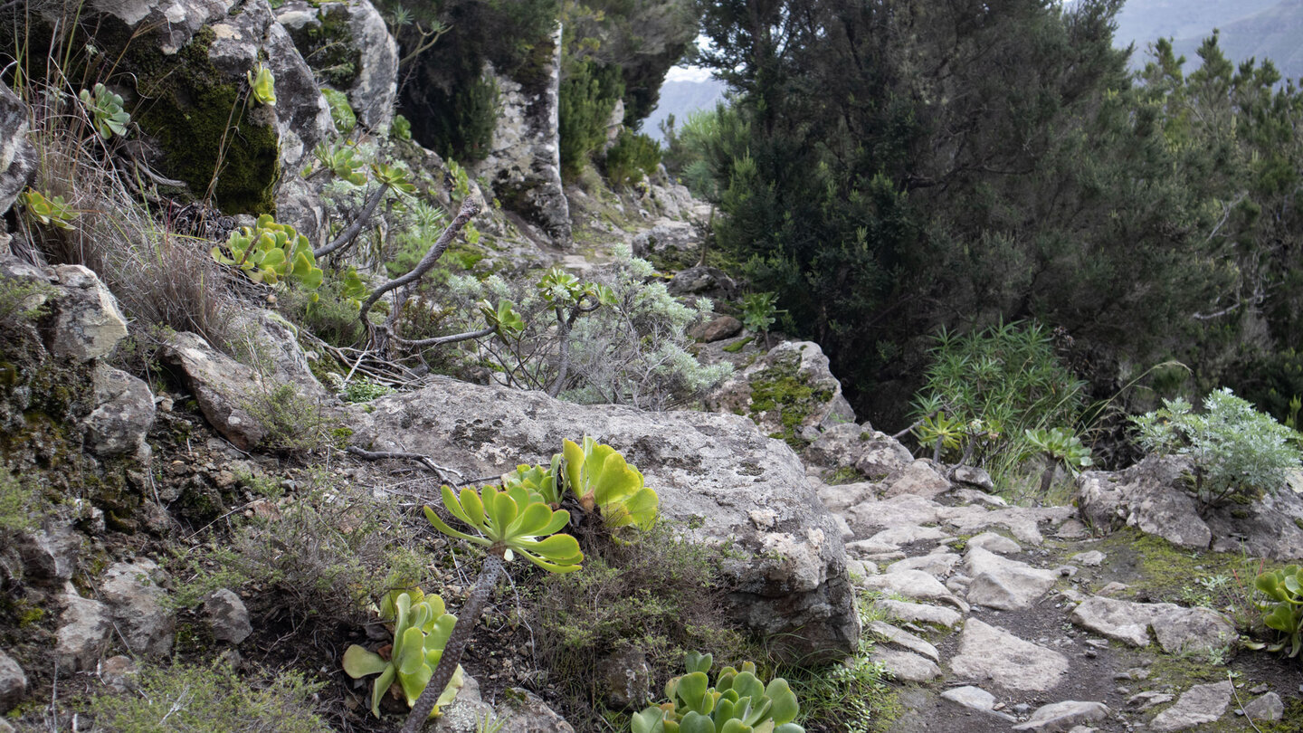 Wanderweg durch die grüne Vegetation des Anaga