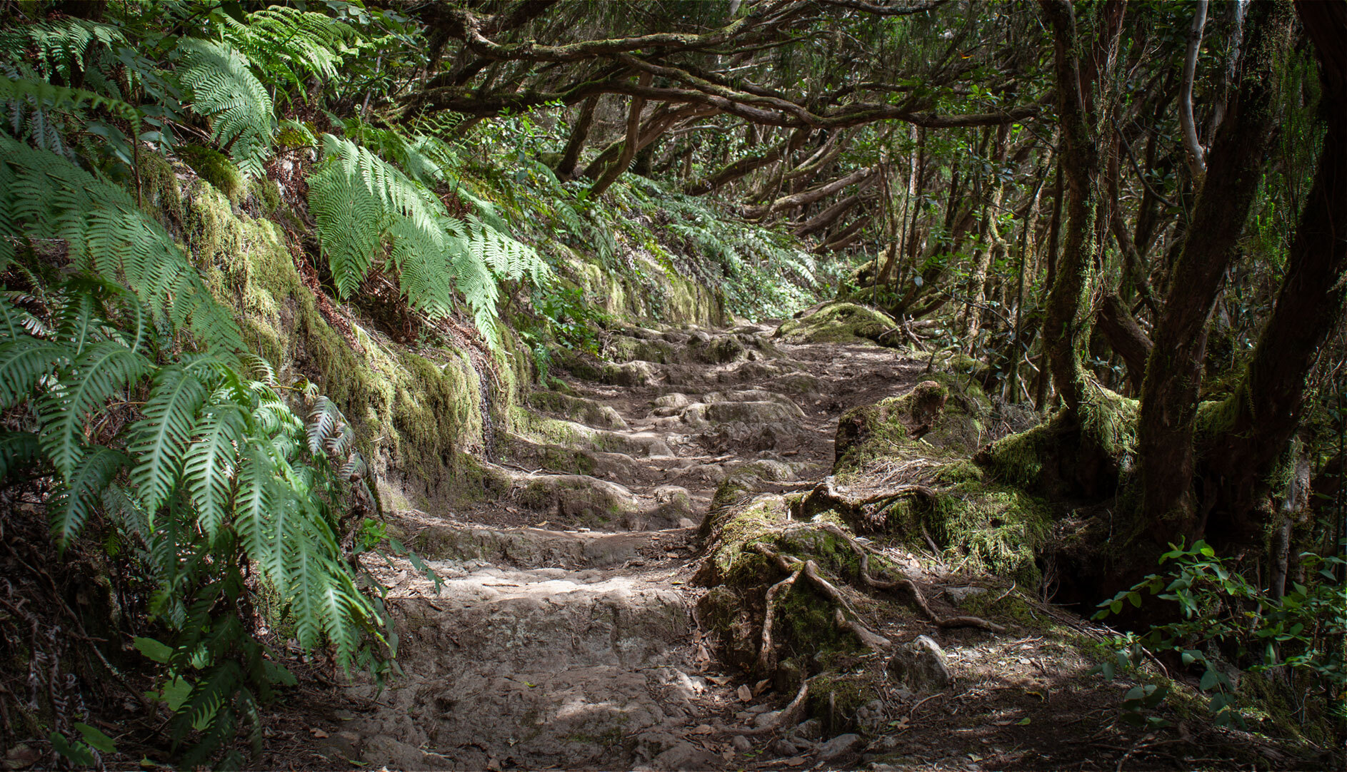 Wanderweg durch den Lorbeerwald im Anaga auf Teneriffa