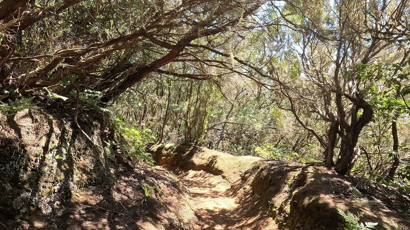 Moosbedeckter Wanderweg im Lorbeerwald beim Pico del Ingles